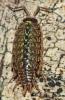 Philoscia muscorum